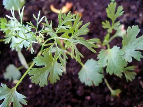 Germinador ligero de cilantro