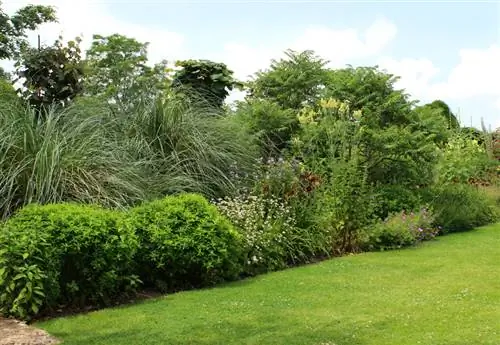 Tamanho da grama dos pampas