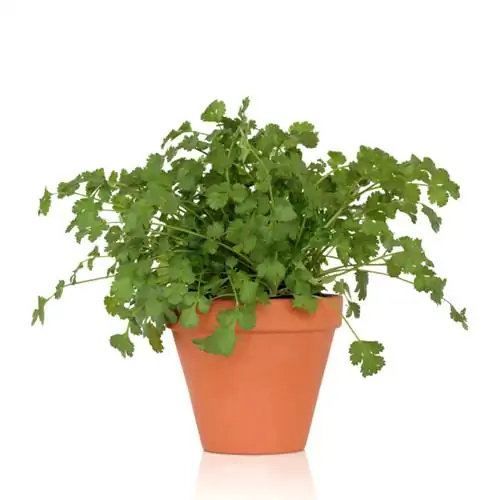 Coriander ya kudumu