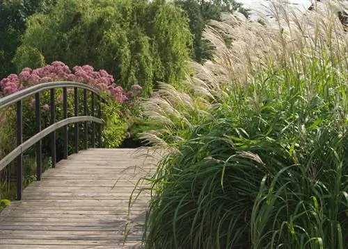 Water pampas gras