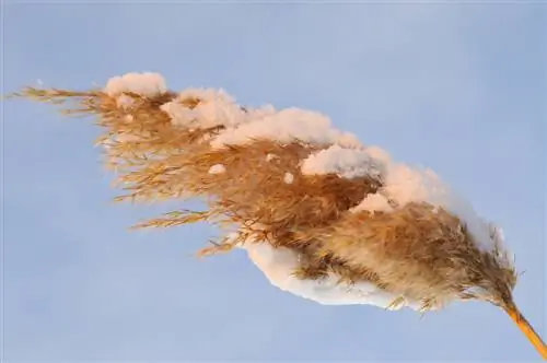 Overwinter pampas grass in a pot