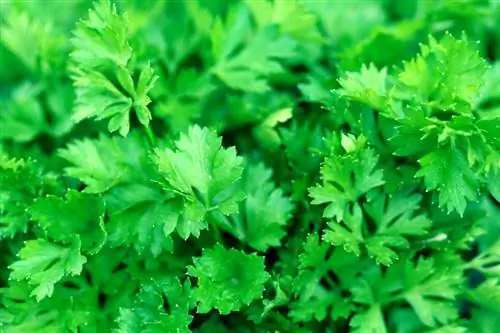 cortar cilantro