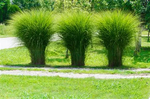 Grama dos pampas sem folhas