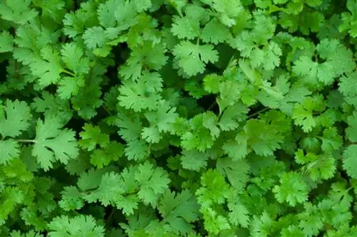 Propagate coriander