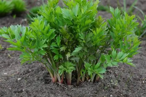 Plant lovage