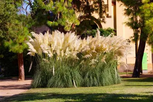 Pampas grass distance