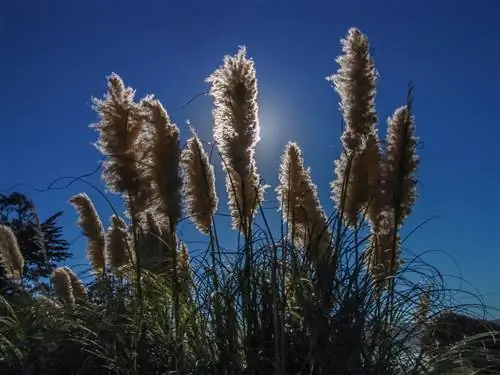 Rumput pampas: Lokasi ideal untuk pertumbuhan yang sehat