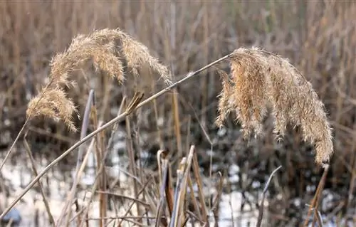 Pampas græs tørt