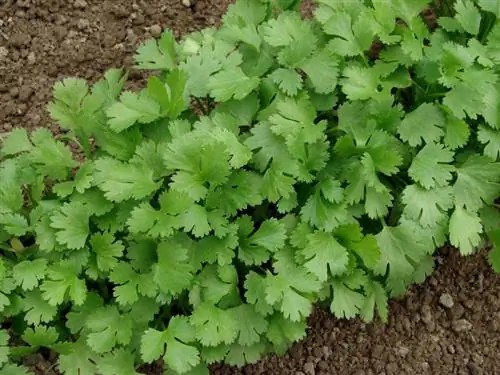 Kupanda coriander wakati wa baridi: vidokezo na mbinu