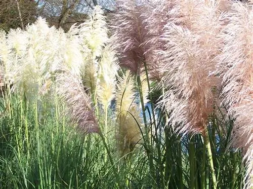 Rumput pampas: sekilas tentang varietas, tinggi, dan warna