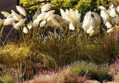 Acentos perfectos para el jardín: ¿Cómo combinar la hierba de la pampa?