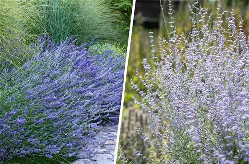 Pampas gras gekombineer met laventel en blou rue