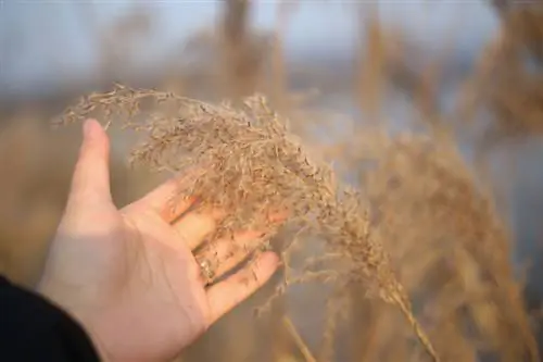 Pampas gras voortplanting