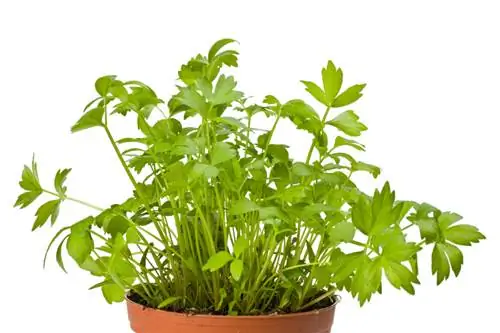 Lovage ruukussa