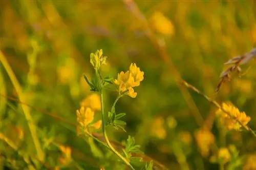 Trèfle du houblon dans la pelouse : comment le combattre efficacement