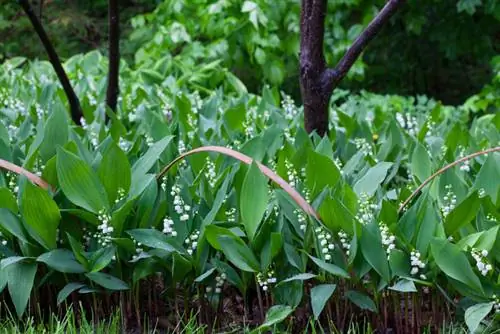 Lily of the valley երանգ