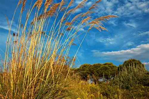 Cỏ Pampas vào mùa đông: tại sao phải buộc lại?