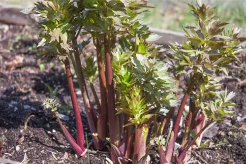 Vendndodhja e Lovage: Si të gjeni vendin e përsosur