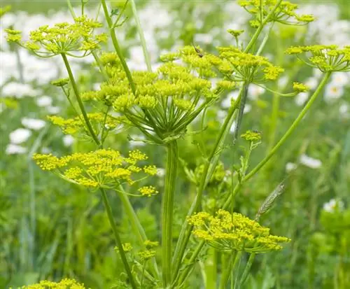 Tagliare il levistico: istruzioni per una crescita sana