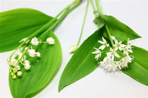 Verwar lelietje-van-dalen met wilde knoflook