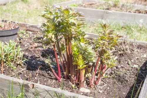 Lovage division: This makes propagation easy