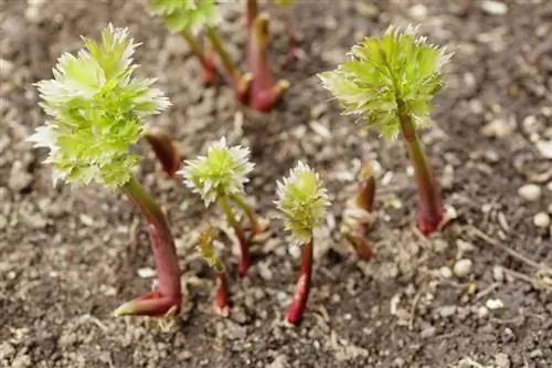 A lovage szorzása: Hogyan csináld lépésről lépésre