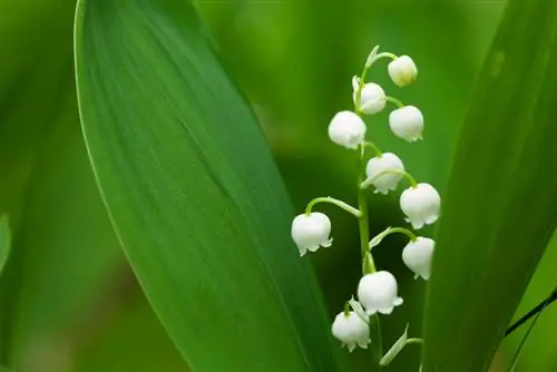 Segala sesuatu tentang lily of the valley: profil, perawatan dan penggunaan