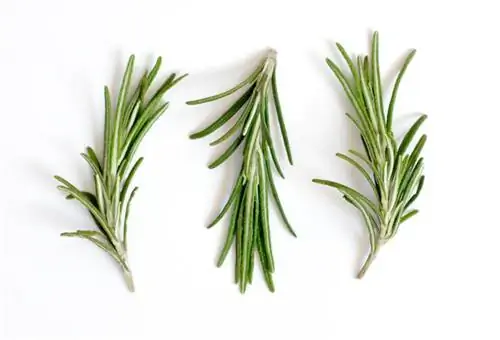 Rosemary cuttings