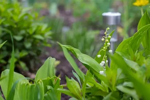 Oorplanting van lelie van die vallei: Dit is hoe om dit korrek en stresvry te doen