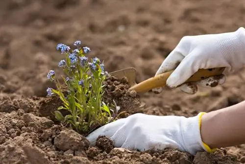 Splendeur printanière en fleurs : voici comment planter des myosotis