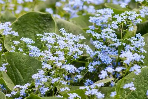 Cuidados com miosótis: dicas simples para plantas lindas