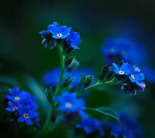 Forget-me-nots: When does the flowering period begin?