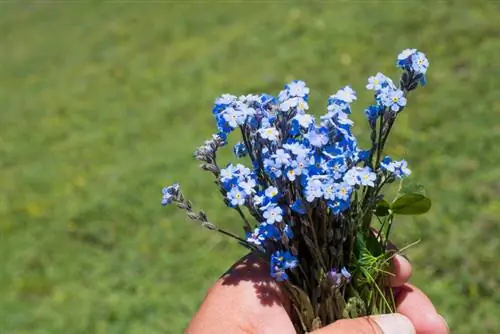 Toxic or not? Everything you need to know about forget-me-nots