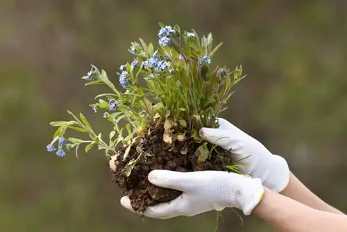 Propagation des myosotis : division des racines, boutures et plus