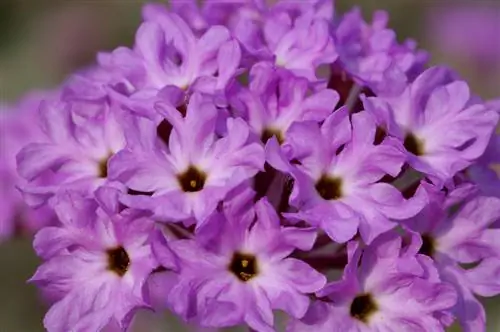 Hardy verbena: Which varieties can survive frost?