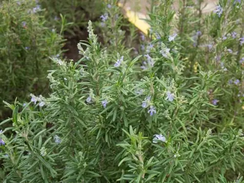 Rosemary white spots