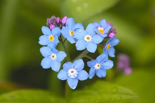 Spesies forget-me-not: Tahukah Anda bunga-bunga cantik ini?