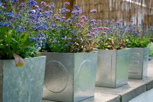 Planting forget-me-nots on the balcony: location, watering, etc