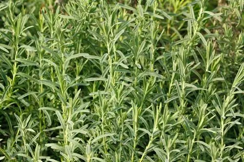 Hardy rosemary: These varieties can withstand the cold