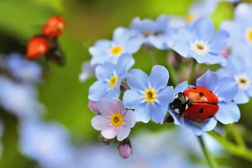 Fascinația nu-mă-uita: frumusețea florilor