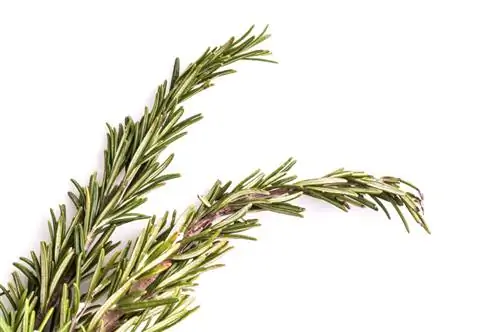 Rosemary dried up? This is how you save the plant