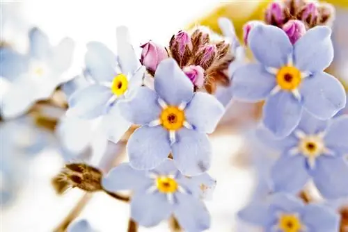 Menumbuhkan forget-me-nots daripada benih: Ini dijamin berkesan