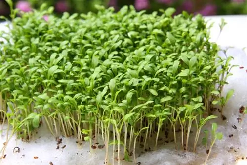 Moldy cress: Kuv paub nws li cas thiab kuv yuav ua li cas?