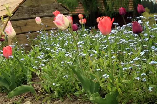 Sowing forget-me-nots: Sowing is easy