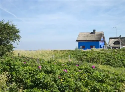 Appelroosheining: maklik om te versorg en aantreklik