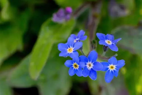 Forget-me-not: Fascinating profile of the flower icon