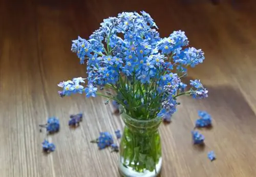 Cutting forget-me-nots: When and how to do it correctly