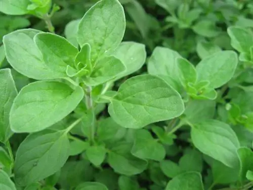 Marjoram bitkisi