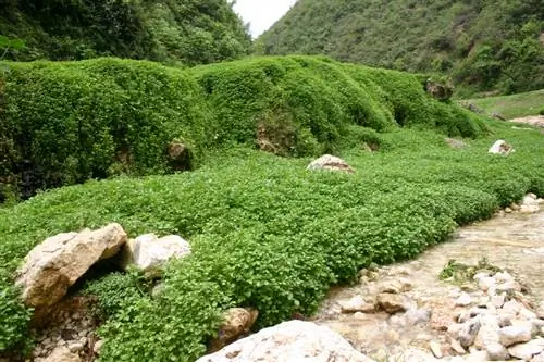 Cress bed