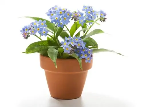 Forget-me-nots sebagai tanaman rumah: Adakah itu okey?